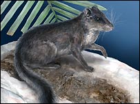 Fossil of rodent