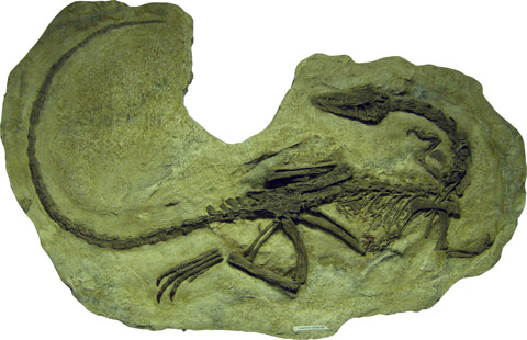 Fossil