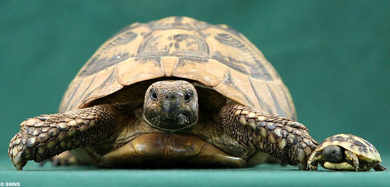 Four tortoise twins amaze German zoo