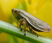 Froghoppers use ‘archery techniques’ for record-breaking jumps