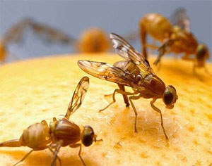  Genes that affect aggression in fruit flies identified