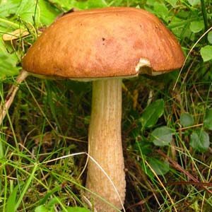 Fungi