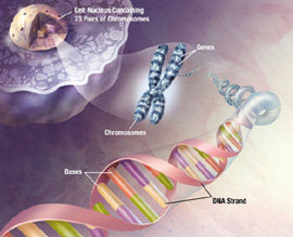 Blocking a gene can help in staying young 
