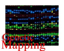 Genetic mapping shows how staph infections disrupt immune system