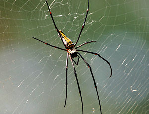 New species of giant spider discovered in South Africa, Madagascar