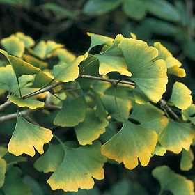 Ginkgo Biloba Extract Lessens Risk Of Alzheimer’s By 47%