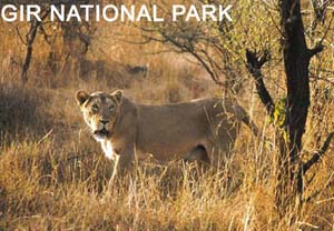 Gir national park in Gujarat has artificial water pits for animals
