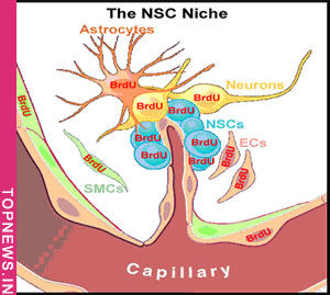 Dual role of glial cells may be harnessed to treat neurological diseases