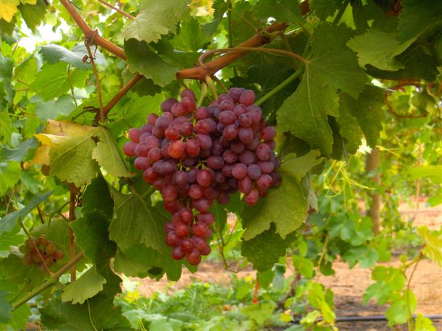 Antioxidants in grapes may fight blood pressure