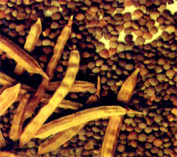 Guar