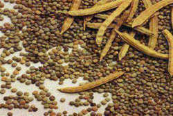 Commodity Outlook for Guar by KediaCommodityCommodity Outlook for Guar by KediaCommodity