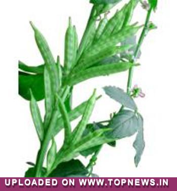 Guar Seed
