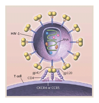 Periodontal disease bacterium may reactivate latent HIV-1