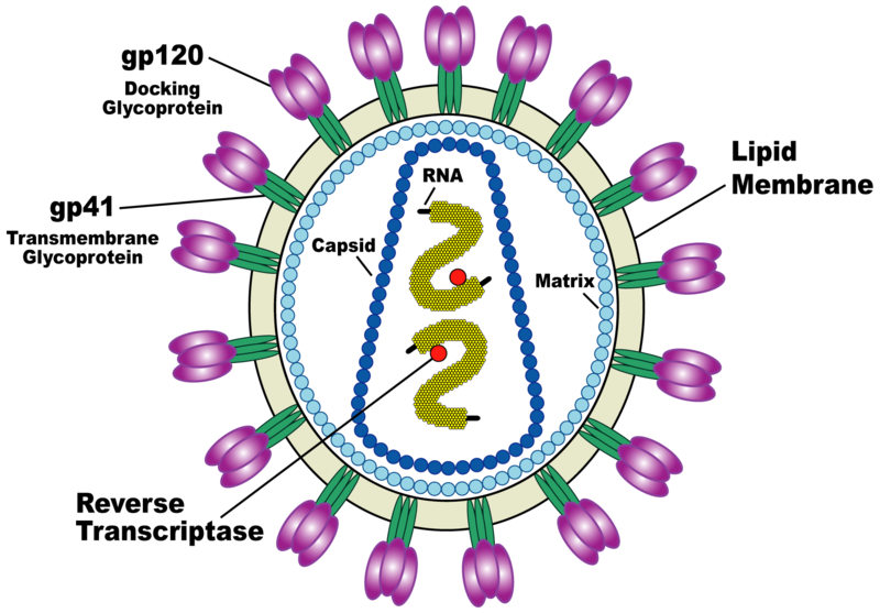 genital herpes sores boost herpes genital sores. genital herpes sores boost