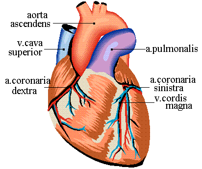 Head to the doctor if your heart races for prolonged period 