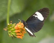 Heliconius Butterfly
