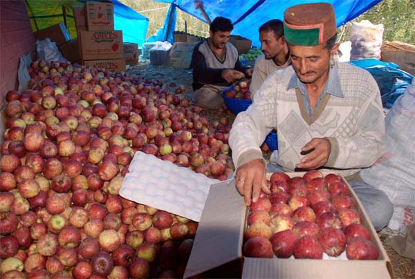 Himachal govt. to study the impact of plantation in cold desert 