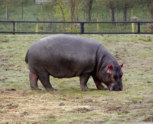 Madagascan Dwarf Hippopotamus