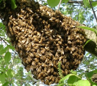 3D images reveal life inside Honeybee colony