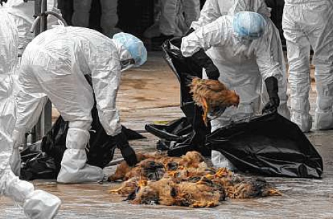Hong Kong restricts poultry impost from Shenzhen amid Bird Flu fears