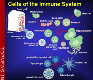 How to improve immune response to cancer