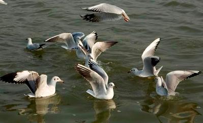 Climate change sees fewer birds migrating to wetlands of Sangam