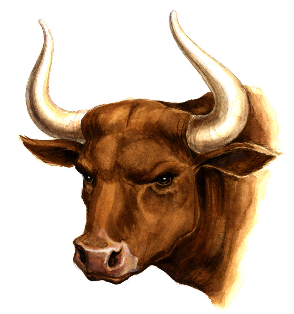 Indian Stock Markets