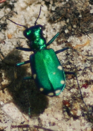 Indian-beetle.jpg