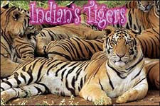 Increase in tiger population in Tamil Nadu