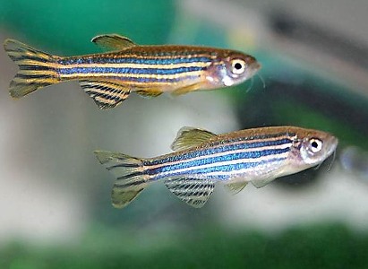 Indian-zebrafish