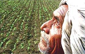 Potato farmers too threaten to commit suicide in West Bengal