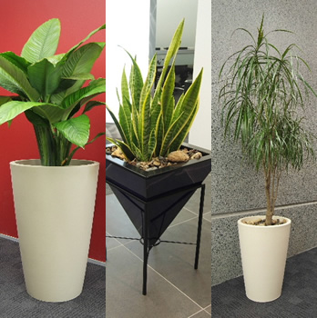 indoor plant species