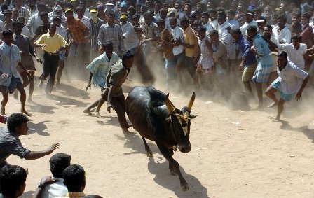 Jallikattu