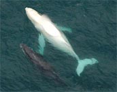 German researchers discover fluorescent-red glowing fish