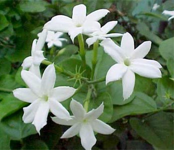 Jasmine found to have calming effect