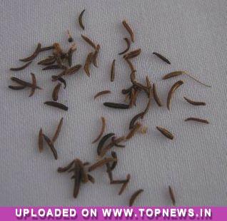 Commodity Trading Tips for Jeera by KediaCommodity