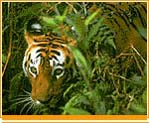 Jim Corbett National Park
