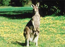 Kangaroo crashes through Canberra bedroom window 
