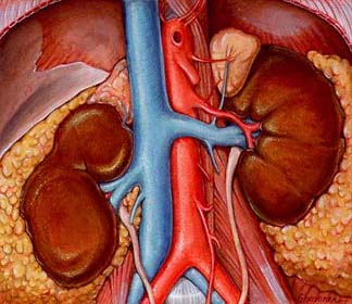 India experiences a climb in number of patients suffering from Kidney failures India experiences a climb in number of patients suffering from Kidney failures