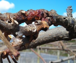 Kiwifruit growers appeal for support for fighting Psa