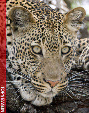 Leopard killed in Nainital road mishap