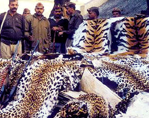 Leopard skins seized, one arrested in Himachal