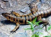 Egg size determines baby lizards’ sex