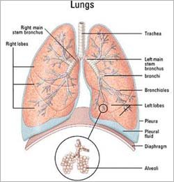 Potential therapeutic target for lung diseases identified