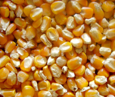 Commodity Trading Tips for Maize by KediaCommodity