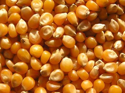 Maize_Photo