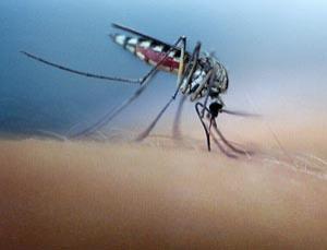 Researchers Use Genetics To Counter Malaria Drug Resistance