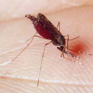 Japanese scientists develop mosquitoes which may help fight malaria
