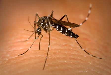 Malaria