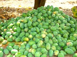 Mangoes grow during off-season in Gujarat